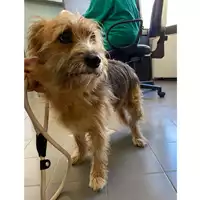 Foto dell\'animale cane - Matr. 2024/1685 - Microchip 380260004023699