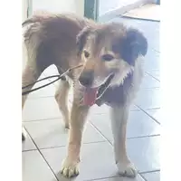 Foto dell\'animale cane - Matr. 2024/1686 - Microchip 380260170343702