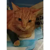 Foto dell\'animale gatto - Matr. 2024/1690 - Microchip 380260170343096