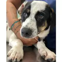 Foto dell\'animale cane - Matr. 2024/1688 - Microchip 380260170343264