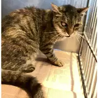 Foto dell\'animale gatto - Matr. 2024/1689 - Microchip 380260170343089