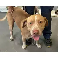 Foto dell\'animale cane - Matr. 2024/1525 - Microchip 380260044998364