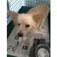 Foto dell\'animale cane - Matr. 2018/1826 - Microchip 380260080317365
