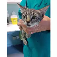 Foto dell\'animale gatto - Matr. 2024/1704 - Microchip 380260170343081