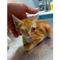 Foto dell\'animale gatto - Matr. 2024/1705 - Microchip 380260170343084