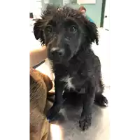 Foto dell\'animale cane - Matr. 2021/0807 - Microchip 380260044280499
