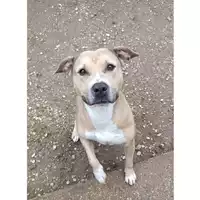 Foto dell\'animale cane - Matr. 2024/1706 - Microchip 380260170343091