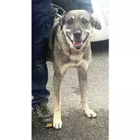 Foto dell\'animale cane - Matr. 2024/1710 - Microchip 380260170343082