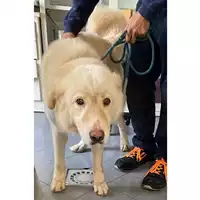 Foto dell\'animale cane - Matr. 2024/0453 - Microchip 380260140014540