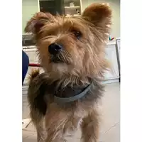 Foto dell\'animale cane - Matr. 2024/1712 - Microchip 380260101272514