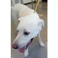 Foto dell\'animale cane - Matr. 2024/1715 - Microchip 380260102166421
