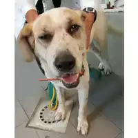 Foto dell\'animale cane - Matr. 2024/1716 - Microchip 380260170343240