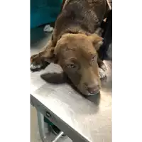Foto dell\'animale cane - Matr. 2021/0808 - Microchip 380260044280855