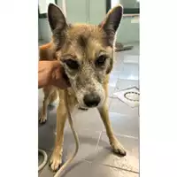 cane - Matr. 2024/1721 - Microchip 380260000367217