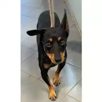 Foto dell\'animale cane - Matr. 2024/1720 - Microchip 380260170343251