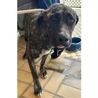 Foto dell\'animale cane - Matr. 2024/1722 - Microchip 380260170343253