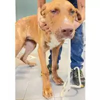 Foto dell\'animale cane - Matr. 2024/1723 - Microchip 380260170343254