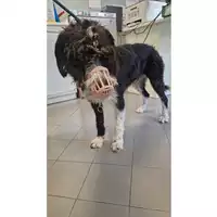 Foto dell\'animale cane - Matr. 2024/1725 - Microchip 380260043634340