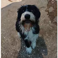 Foto dell\'animale cane - Matr. 2024/1725 - Microchip 380260043634340