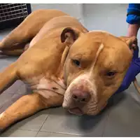 Foto dell\'animale cane - Matr. 2024/0626 - Microchip 380260044933079