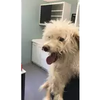 Foto dell\'animale cane - Matr. 2021/0809 - Microchip 380260044477005