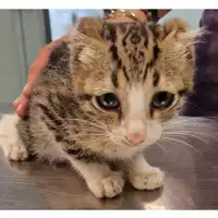 Foto dell\'animale gatto - Matr. 2024/1727 - Microchip 380260170343097