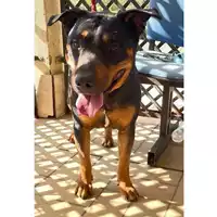 Foto dell\'animale cane - Matr. 2024/1729 - Microchip 380260043869580