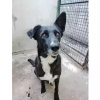 Foto dell\'animale cane - Matr. 2023/1758 - Microchip 380260045013112