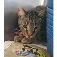 gatto - Matr. 2024/1733 - Microchip 380260170343109