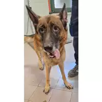 Foto dell\'animale cane - Matr. 2024/1736 - Microchip 380206101370707