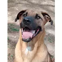 Foto dell\'animale cane - Matr. 2024/0013 - Microchip 380260044997622