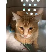 Foto dell\'animale gatto - Matr. 2021/0811 - Microchip 380260044281299