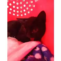 Foto dell\'animale gatto - Matr. 2024/1742 - Microchip 380260170343105