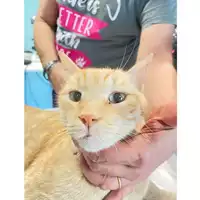 Foto dell\'animale gatto - Matr. 2024/1747 - Microchip 380260170343111