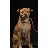 Foto dell\'animale cane - Matr. 2019/2668 - Microchip 380260043854367