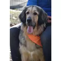 Foto dell\'animale cane - Matr. 2023/0218 - Microchip 380260044926822