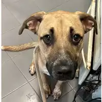 Foto dell\'animale cane - Matr. 2024/0537 - Microchip 380260044997690