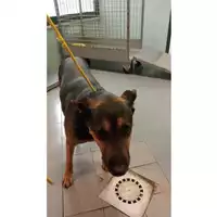 Foto dell\'animale cane - Matr. 2024/1758 - Microchip 380260100195788