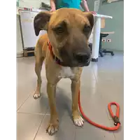cane - Matr. 2021/0816 - Microchip 380260044280692