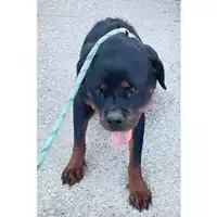 Foto dell\'animale cane - Matr. 2024/1521 - Microchip 380260170070326