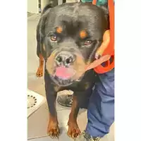Foto dell\'animale cane - Matr. 2024/1748 - Microchip 380260102633799