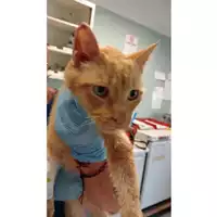 Foto dell\'animale gatto - Matr. 2024/1759 - Microchip 380260044997789