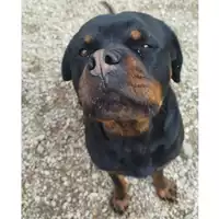 Foto dell\'animale cane - Matr. 2024/1755 - Microchip 380260102634095