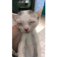 Foto dell\'animale gatto - Matr. 2021/0815 - Microchip 380260044278660