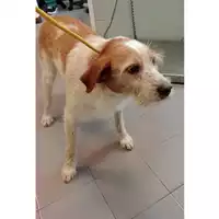 Foto dell\'animale cane - Matr. 2024/1757 - Microchip 380260170343113