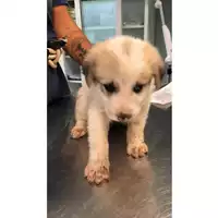 Foto dell\'animale cane - Matr. 2024/1765 - Microchip 380260044998478
