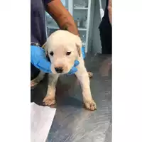 Foto dell\'animale cane - Matr. 2024/1768 - Microchip 380260170343257