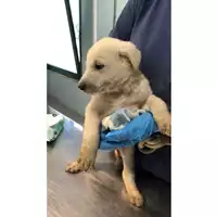 Foto dell\'animale cane - Matr. 2024/1767 - Microchip 380260170343249