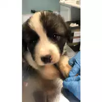Foto dell\'animale cane - Matr. 2024/1766 - Microchip 380260044998380