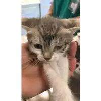 Foto dell\'animale gatto - Matr. 2021/0814 - Microchip 380260044280867